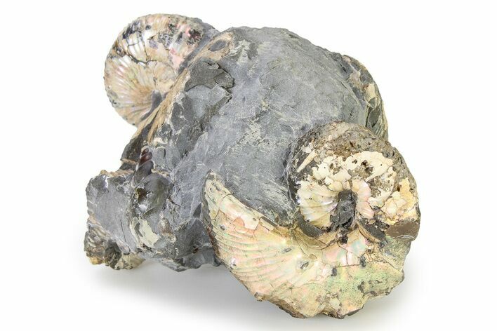 Iridescent Ammonite (Hoploscaphites) Fossil - Montana #316583